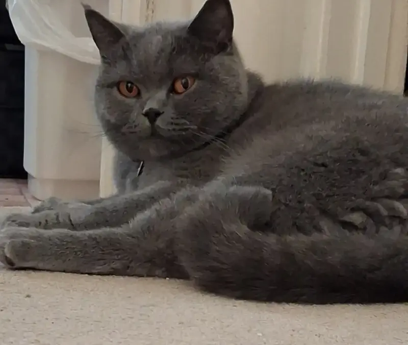 Nat's Pawsome Petz feline friend 1