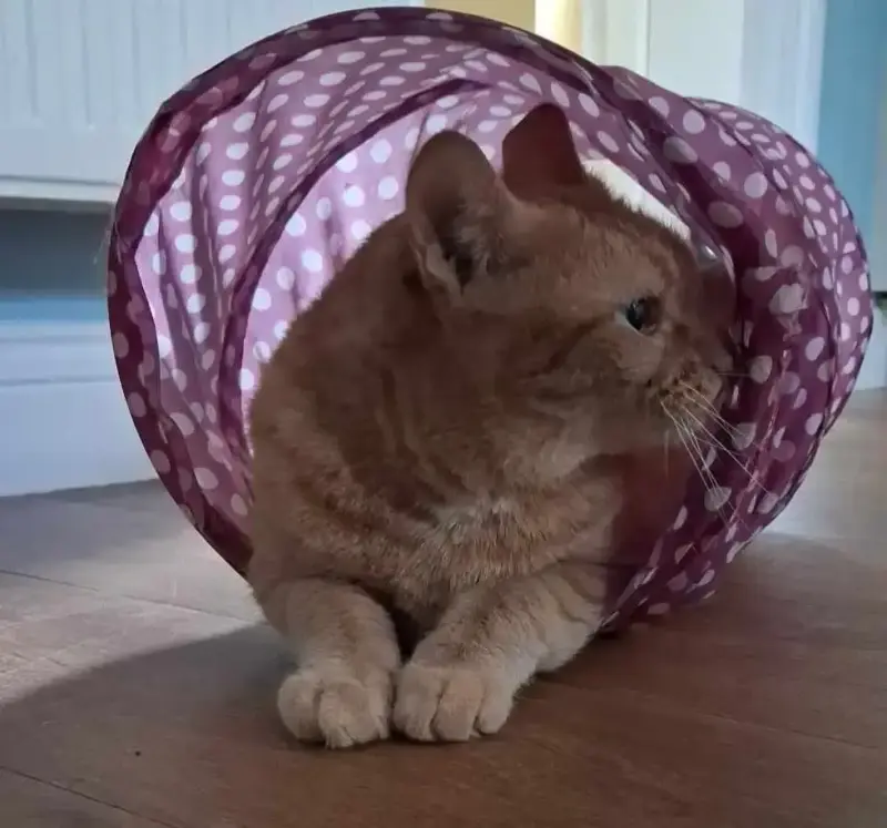 Nat's Pawsome Petz feline friend 10