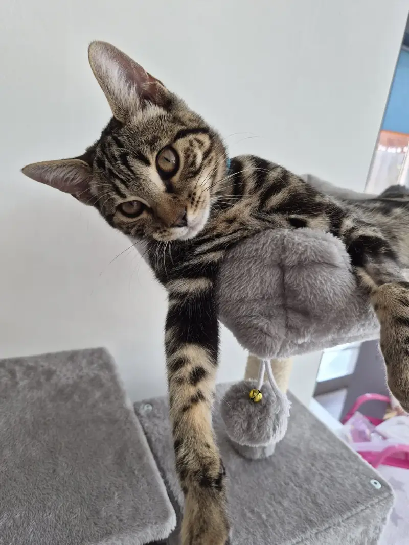 Nat's Pawsome Petz feline friend 11