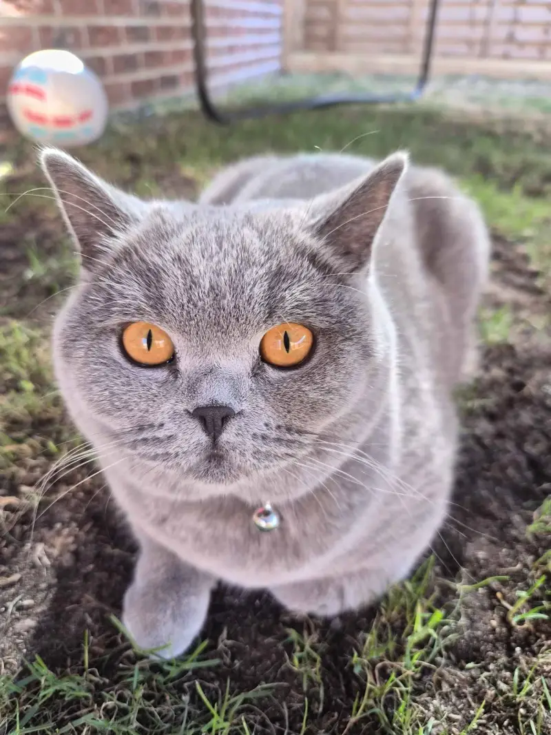 Nat's Pawsome Petz feline friend 12