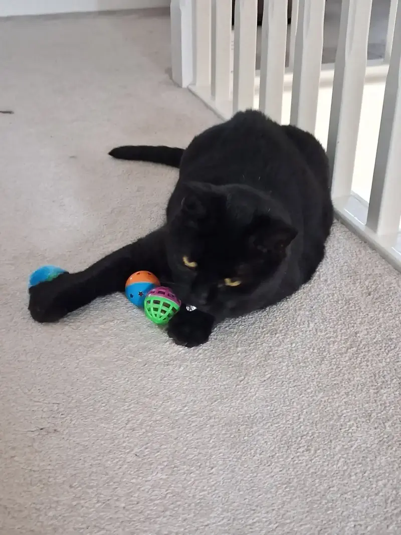 Nat's Pawsome Petz feline friend 2