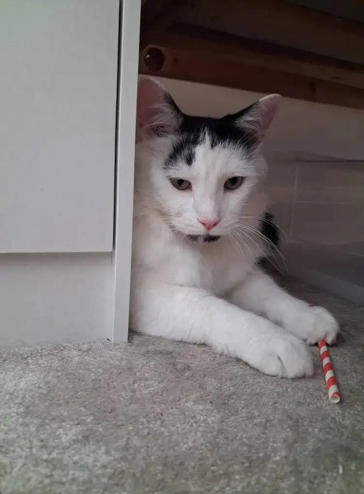 Nat's Pawsome Petz feline friend 3