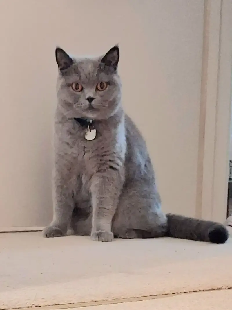 Nat's Pawsome Petz feline friend 5