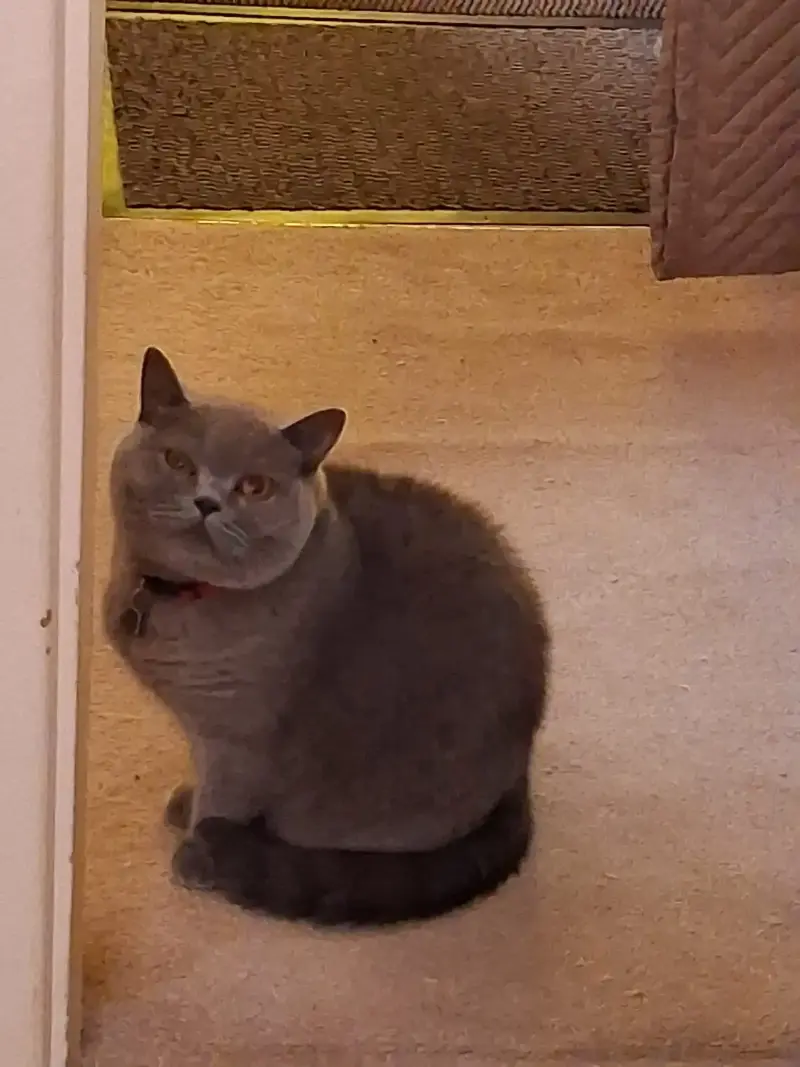 Nat's Pawsome Petz feline friend 6