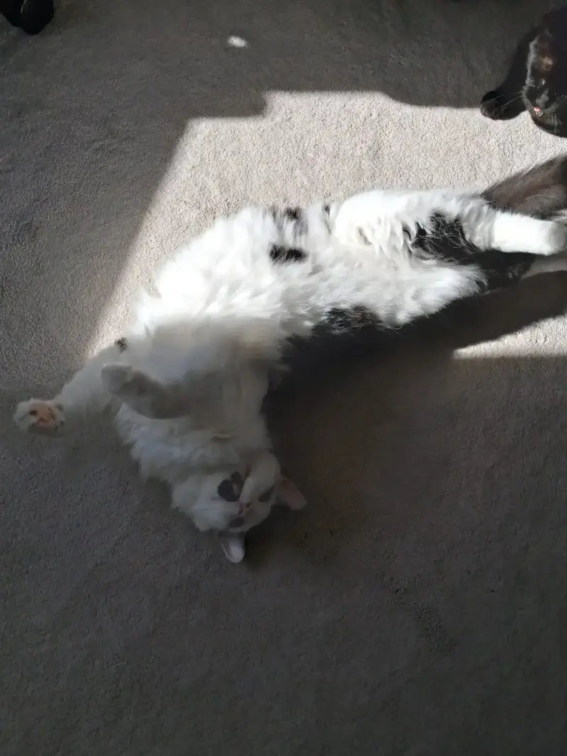 Nat's Pawsome Petz feline friend 7