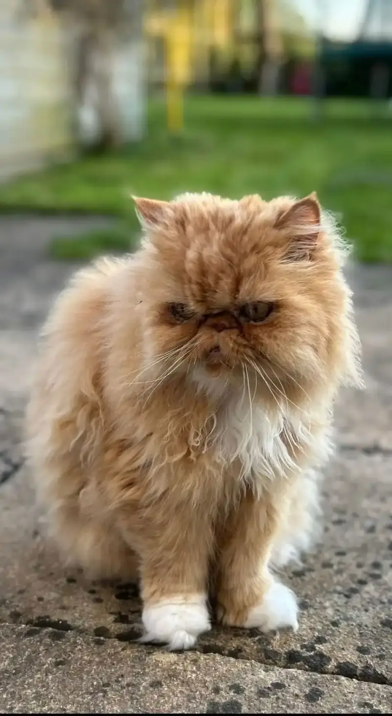 Nat's Pawsome Petz feline friend 8