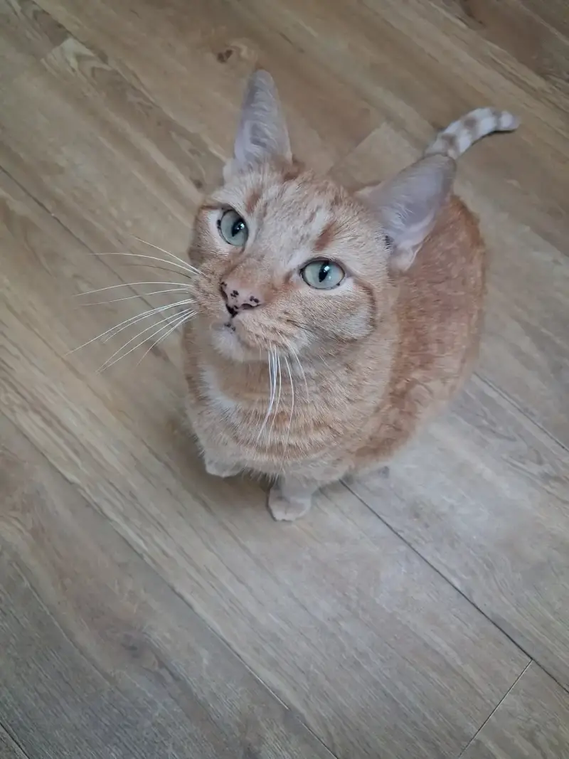 Nat's Pawsome Petz feline friend 9