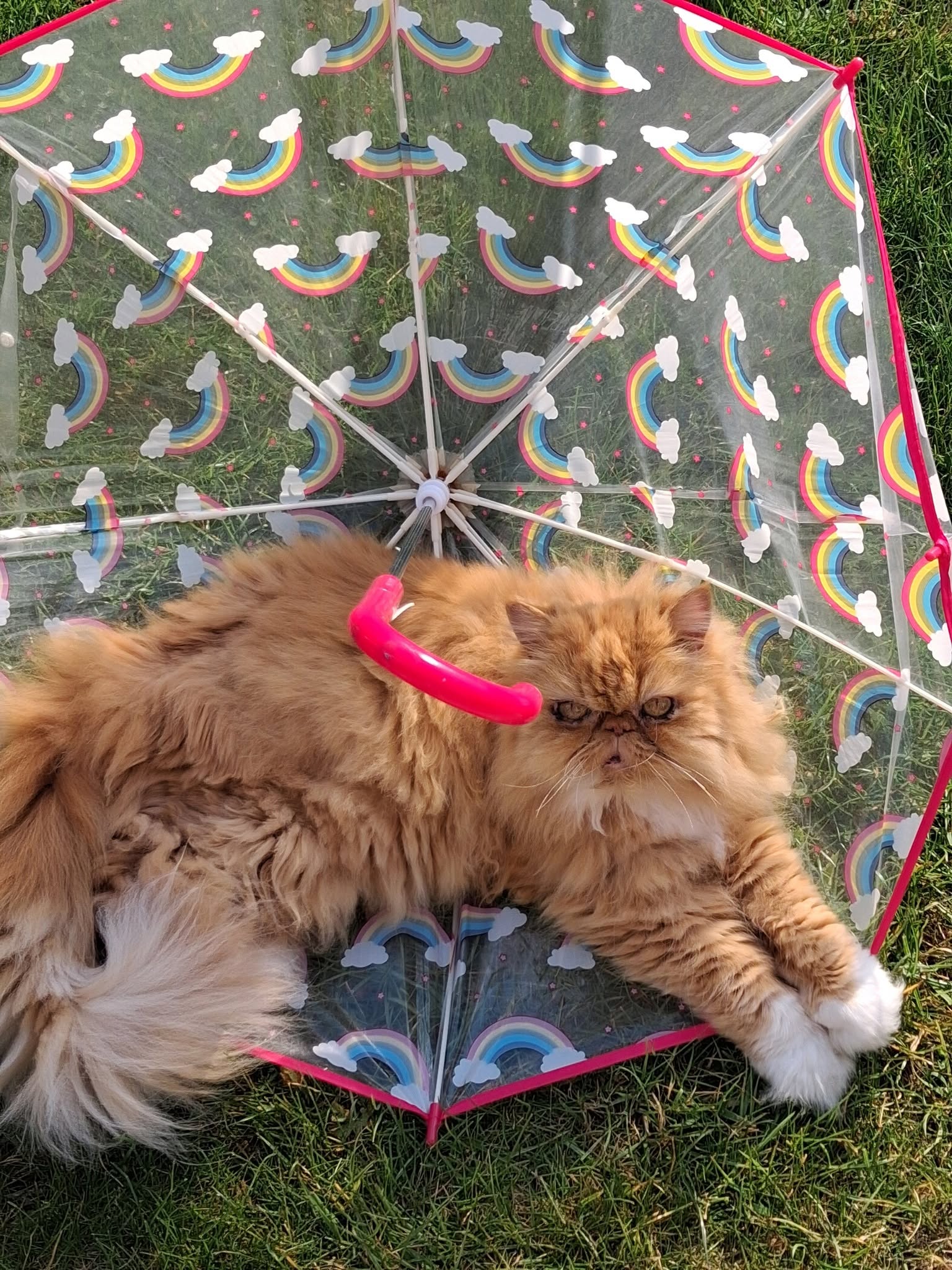 Happy cat at home